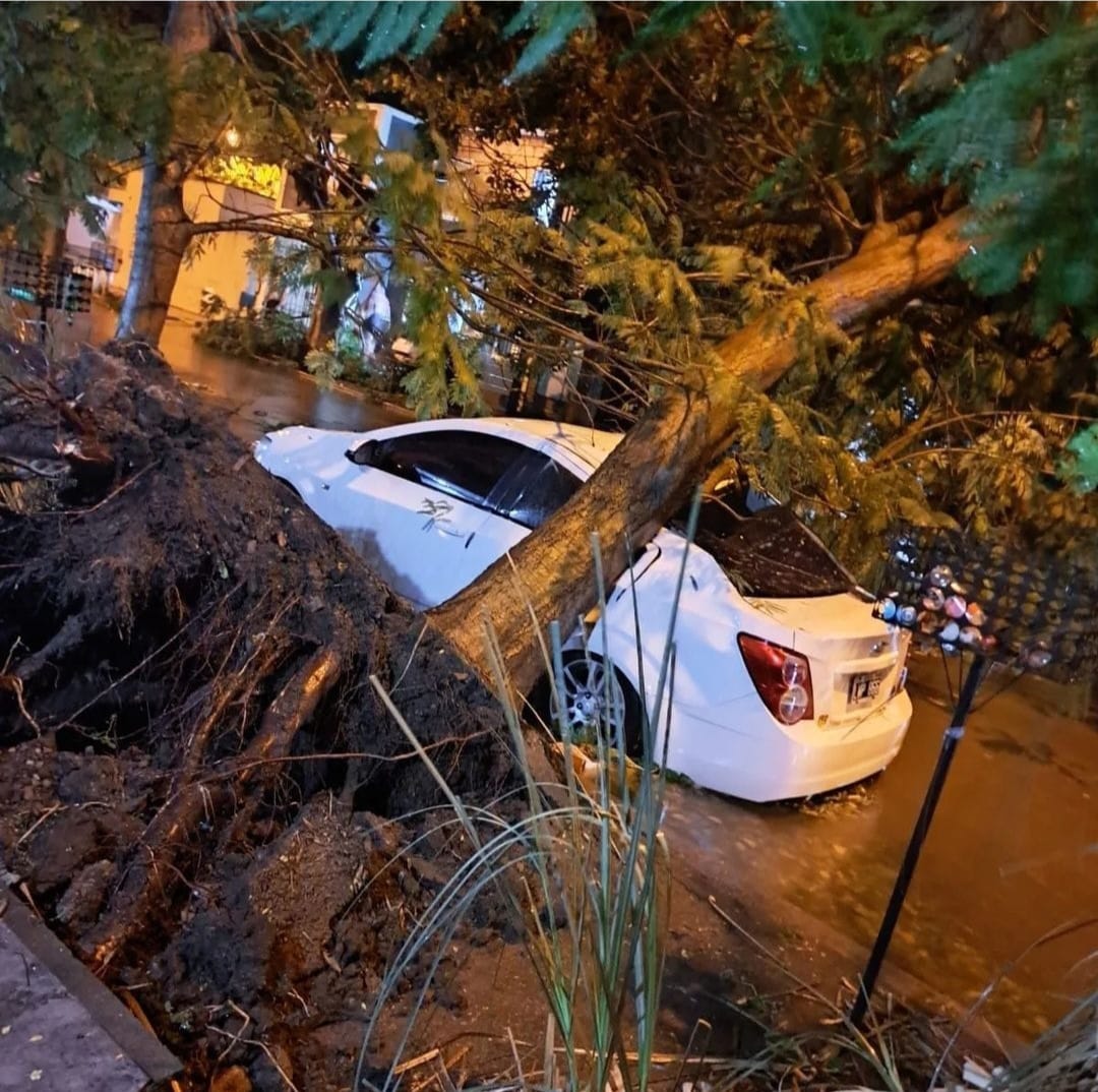 Árboles caídos graves daños y cortes de luz por temporal en San