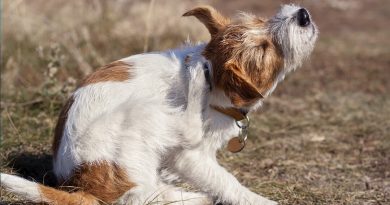 ¡Temporada de pulgas y garrapatas! ¿Cómo proteger a nuestras mascotas? 🐶🐱