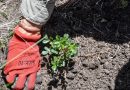 Ambiente presentó el protocolo de acciones para la Restauración Ambiental posfuego