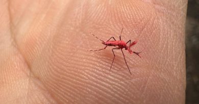 DENGUE – Mosquitos colorados: aparecieron en Mendoza y piden que no los maten