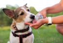 🔊 Qué debemos saber de los golpes de calor y enfermedades de verano en mascotas