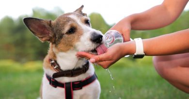 🔊 Qué debemos saber de los golpes de calor y enfermedades de verano en mascotas