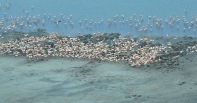 Ansenuza: Contando aves desde la tierra y el cielo