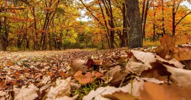 Otoño caluroso: se esperan temperaturas más altas de lo habitual en gran parte del país